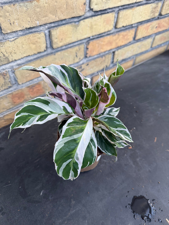 Calathea White Fusion