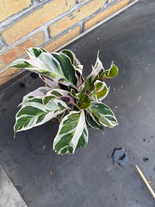 Calathea White Fusion