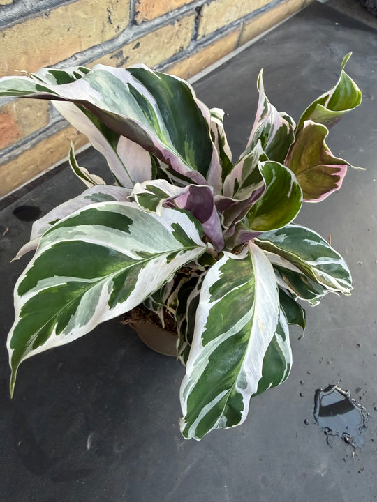 Calathea White Fusion