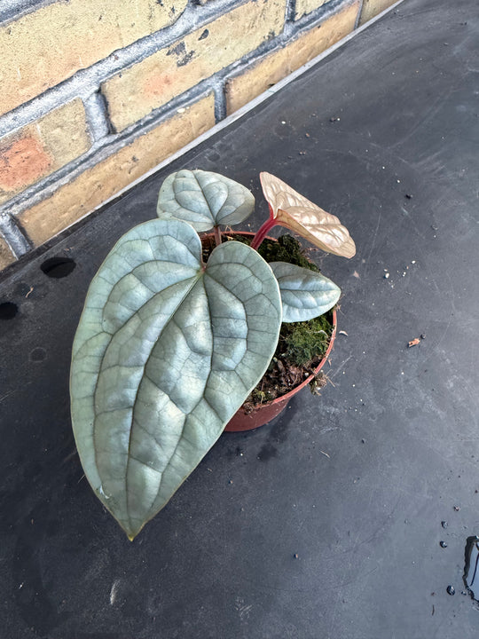 Anthurium Luxurians