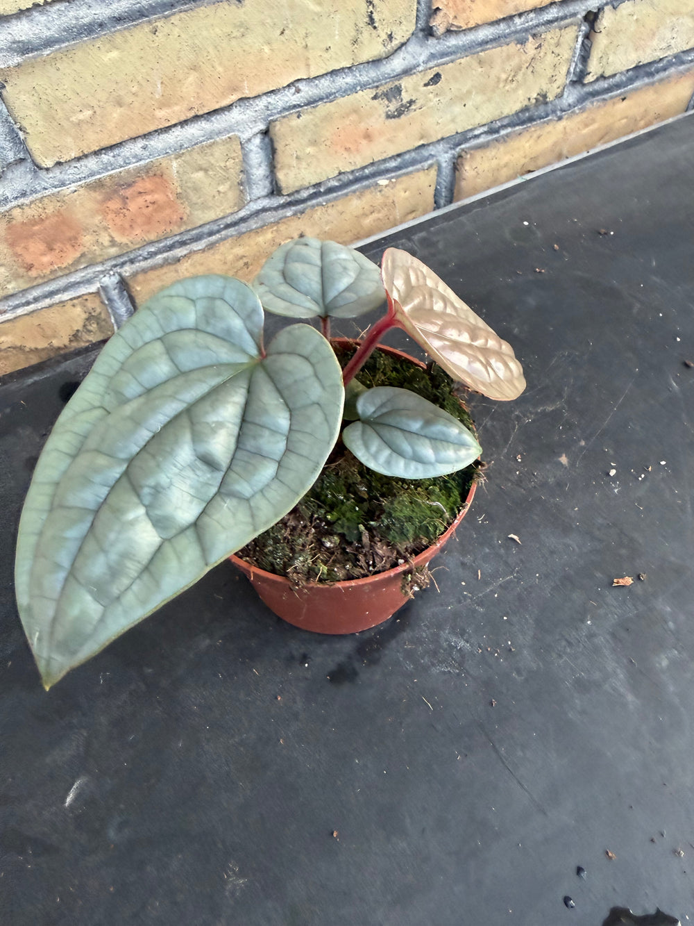 Anthurium Luxurians