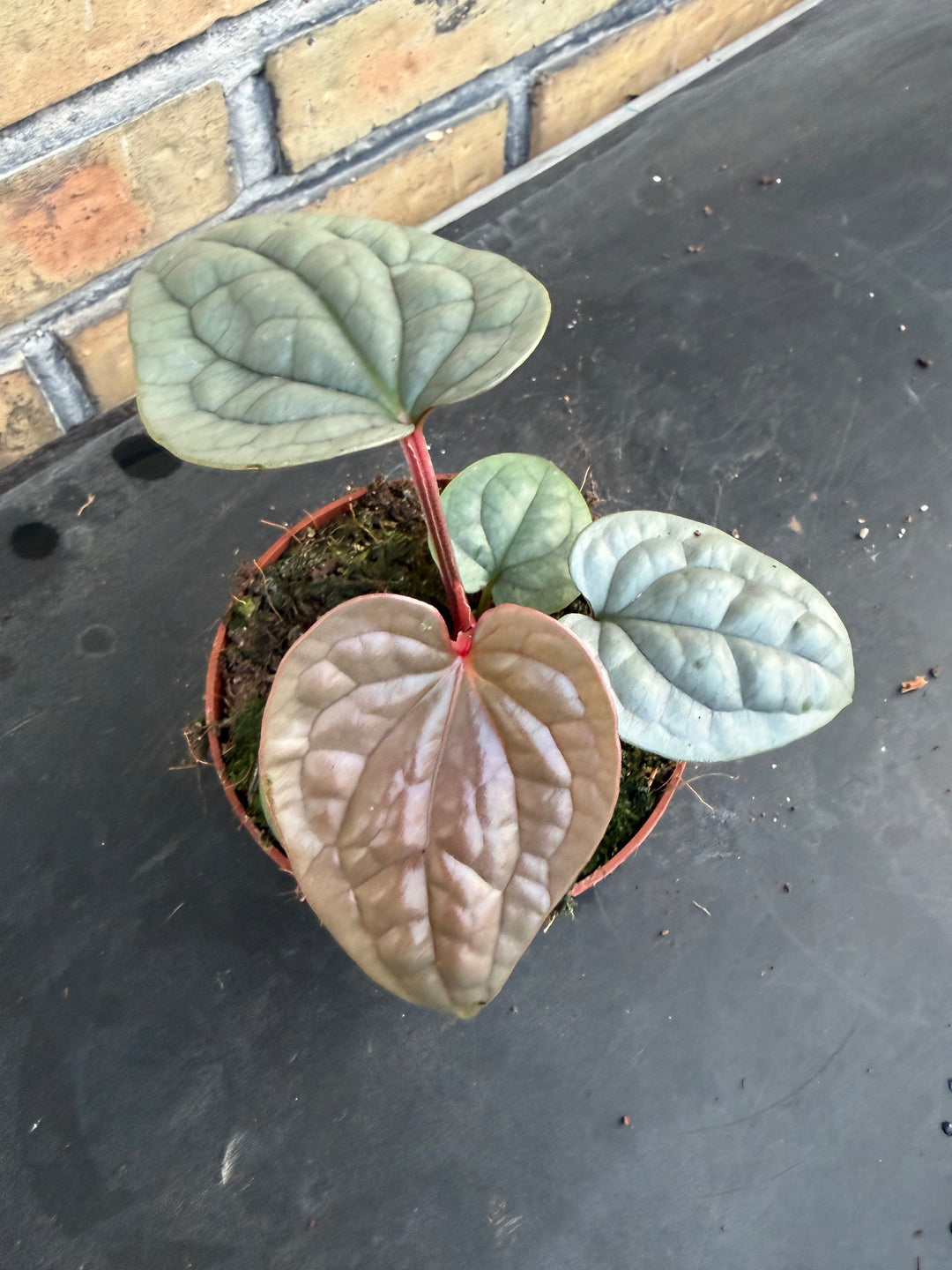 Anthurium Luxurians