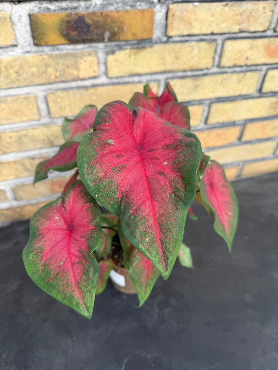 Caladium