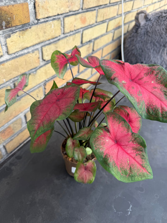 Caladium