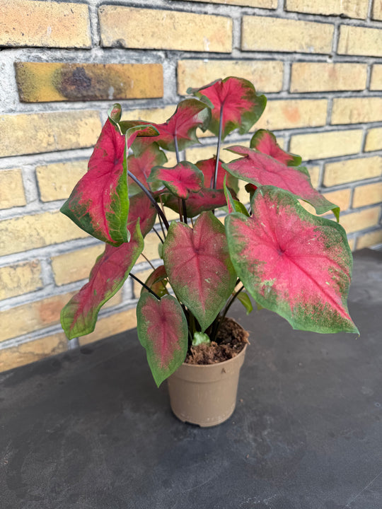 Caladium