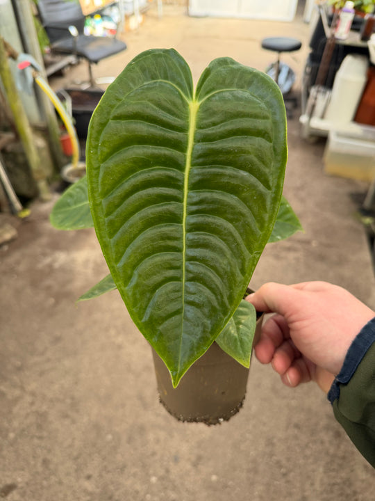 Anthurium veitchii ‘King’ 12 cm