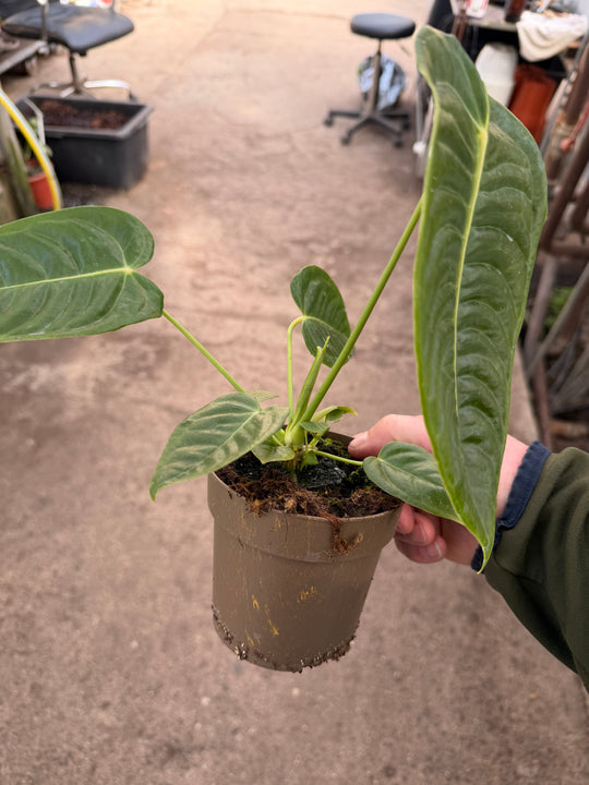 Anthurium veitchii ‘King’ 12 cm