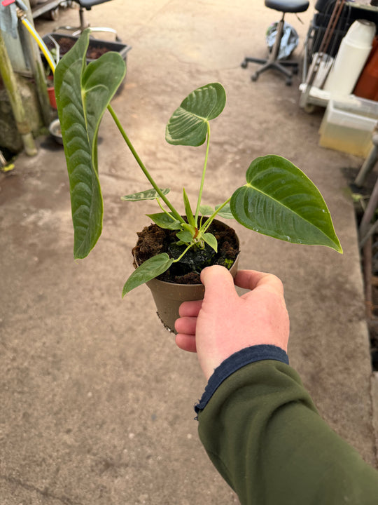 Anthurium veitchii ‘King’ 12 cm