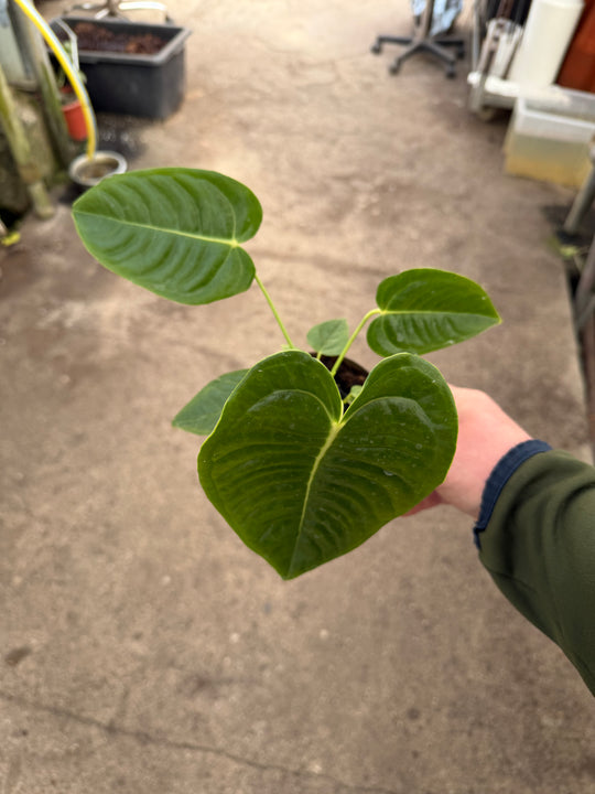 Anthurium veitchii ‘King’ 12 cm