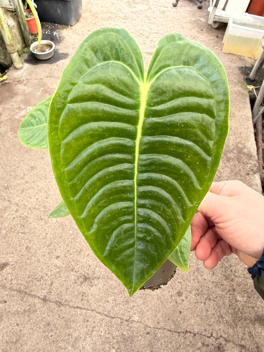 Anthurium veitchii ‘King’ 12 cm