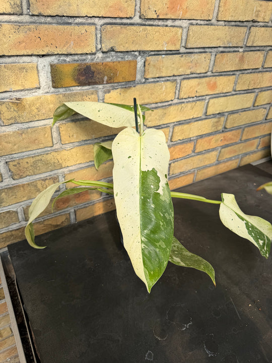 Philodendron Jose buono