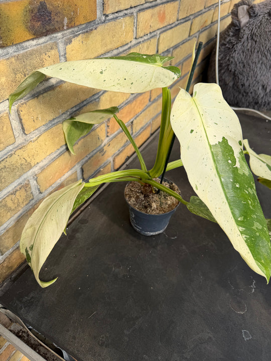 Philodendron Jose buono