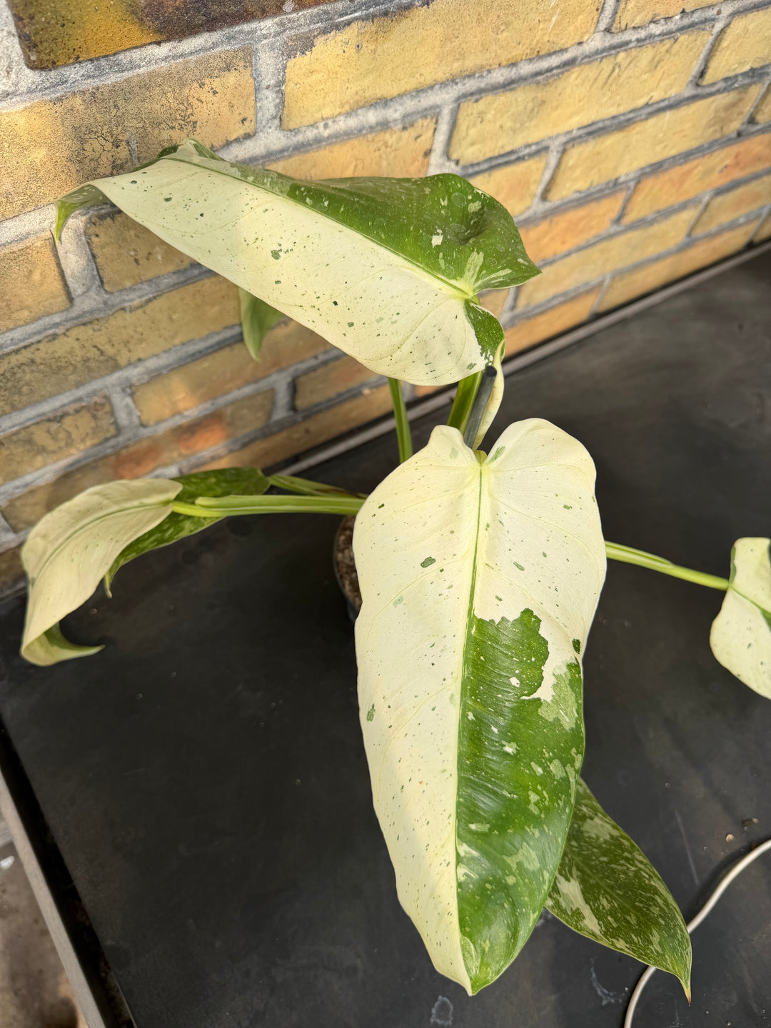 Philodendron Jose buono