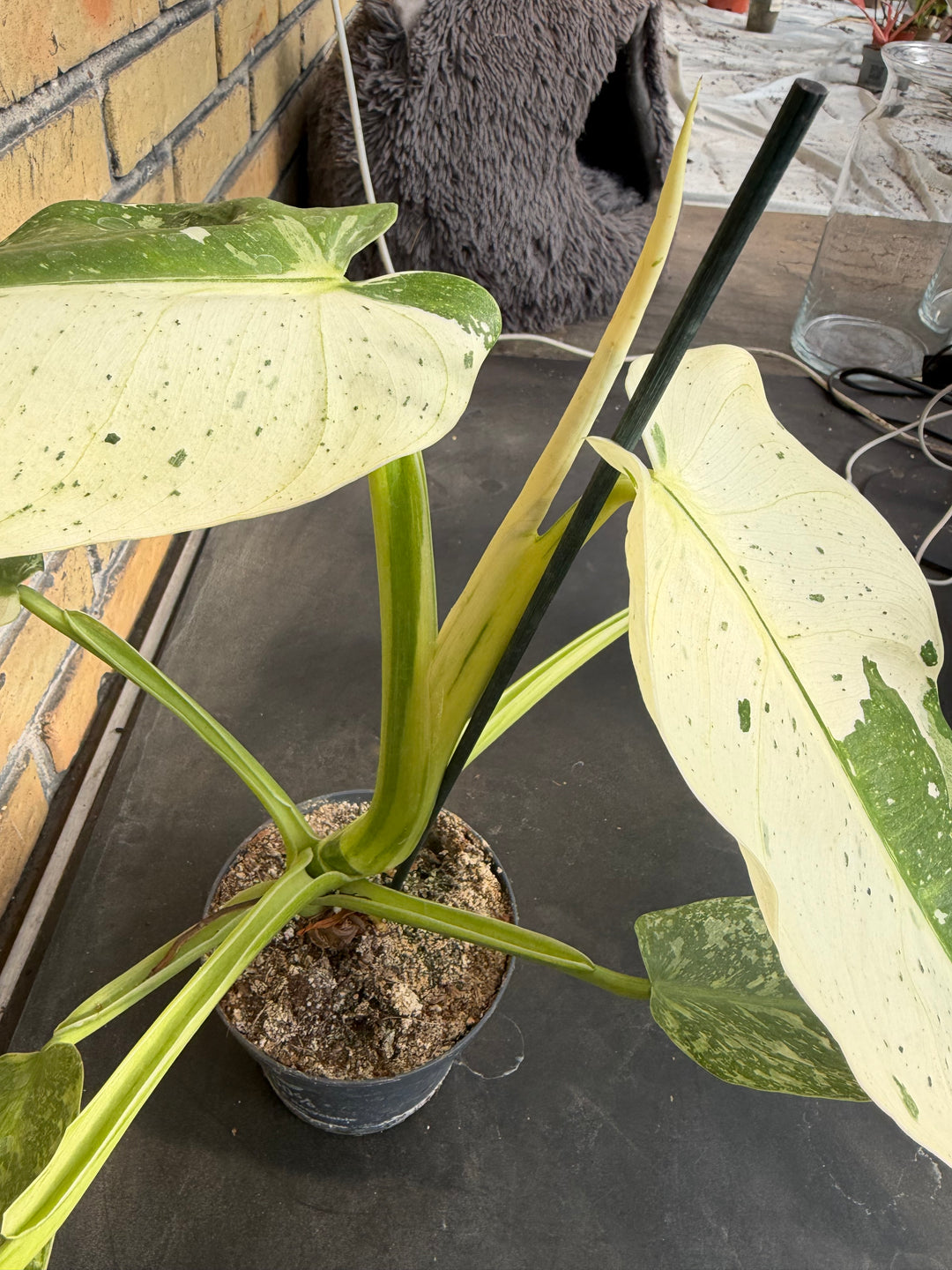Philodendron Jose buono