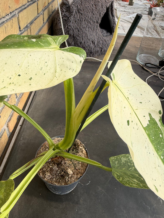 Philodendron Jose buono