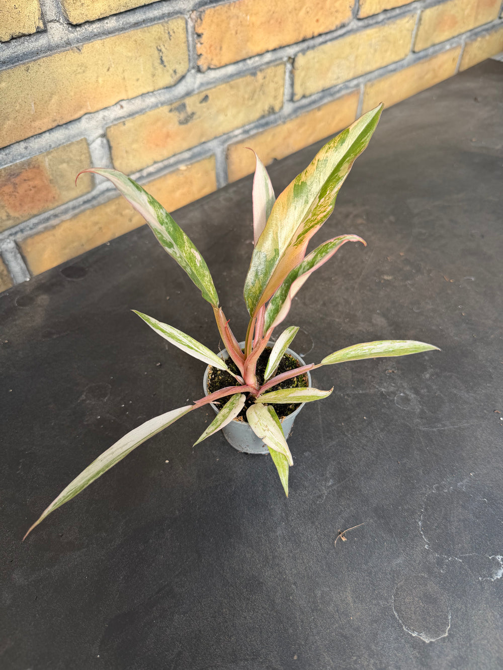 Filodendron caramel marble 6 cm