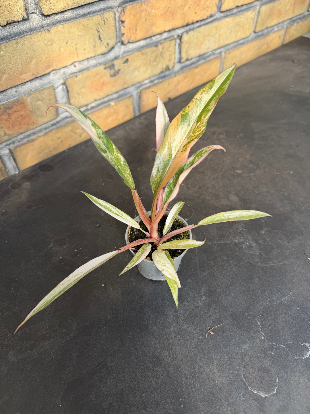 Philodendron Caramel Marble 6 cm