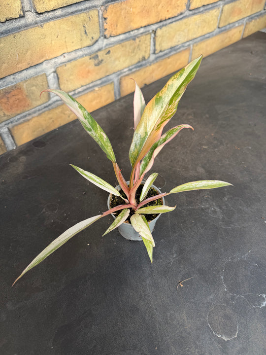 Philodendron Caramel Marble 6 cm