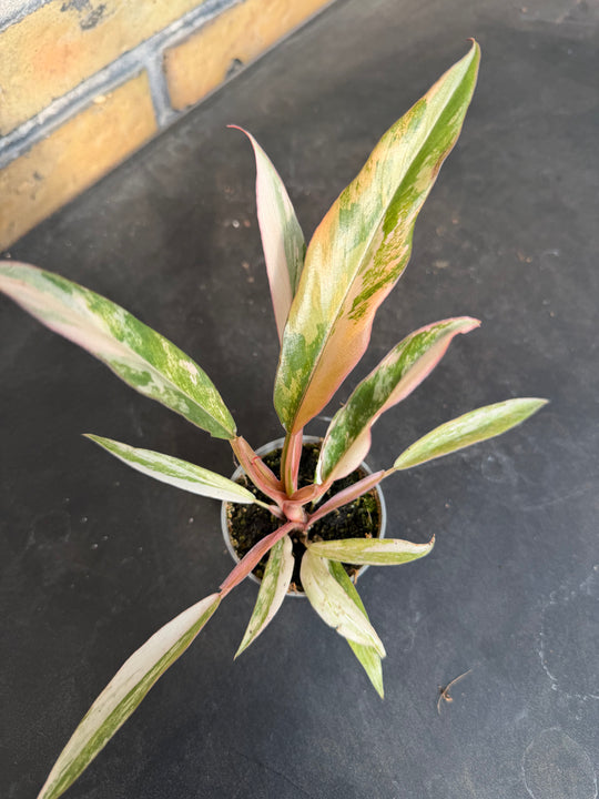 Philodendron Caramel Marble 6 cm