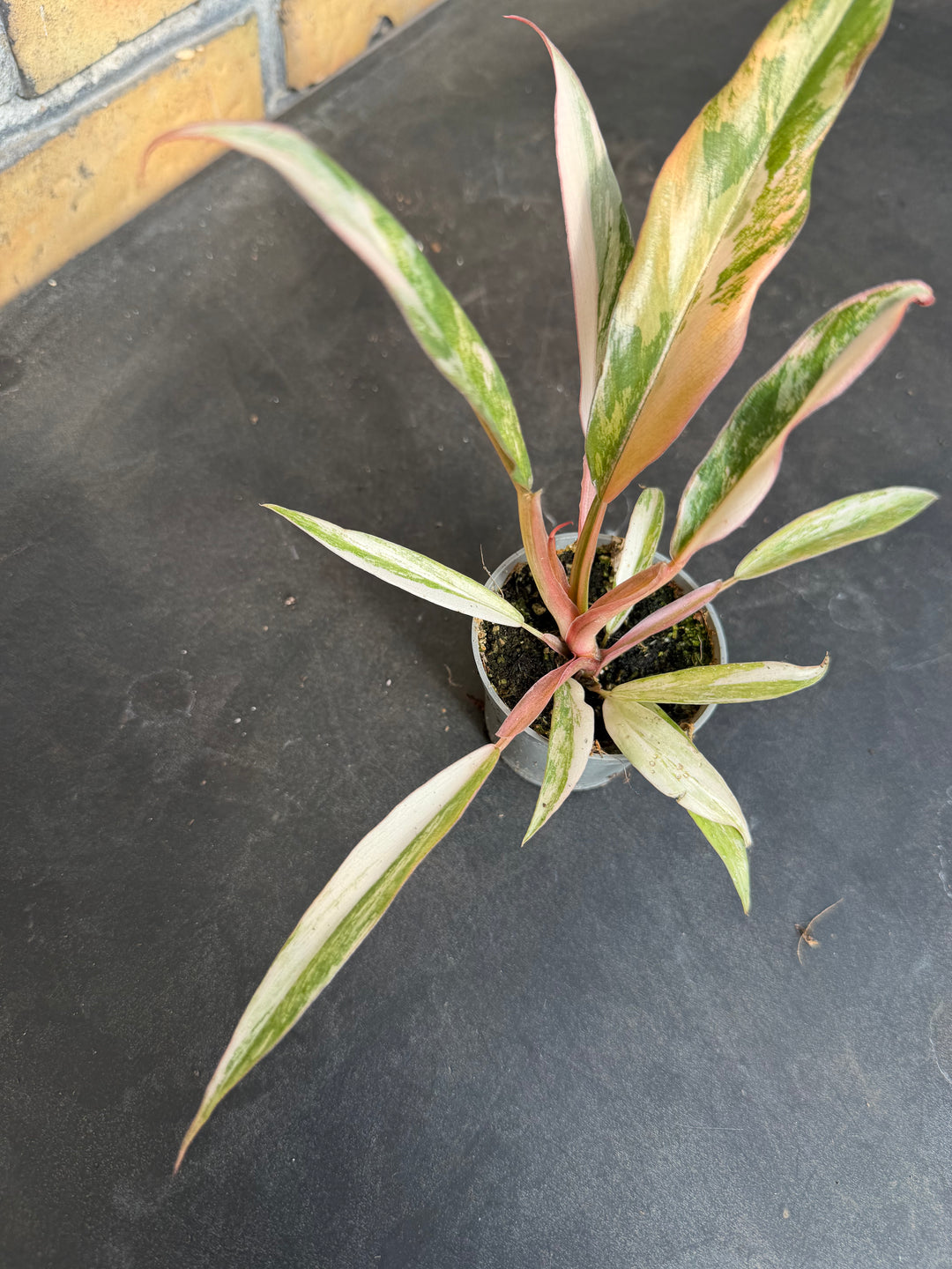 Philodendron Caramel Marble 6 cm