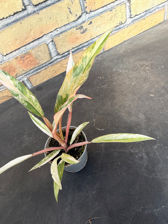 Philodendron Caramel Marble 6 cm