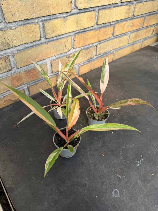 Philodendron Caramel Marble 6 cm
