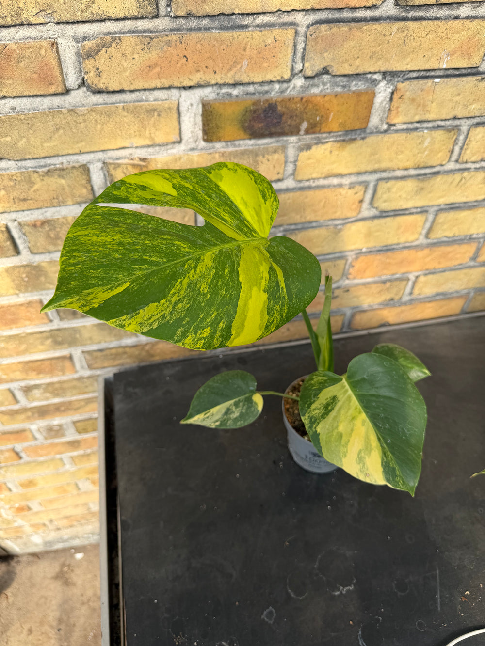 Monstera aurea yellow Marilyn