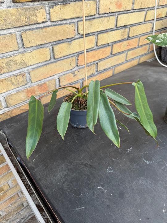 Philodendron spiritus sancti