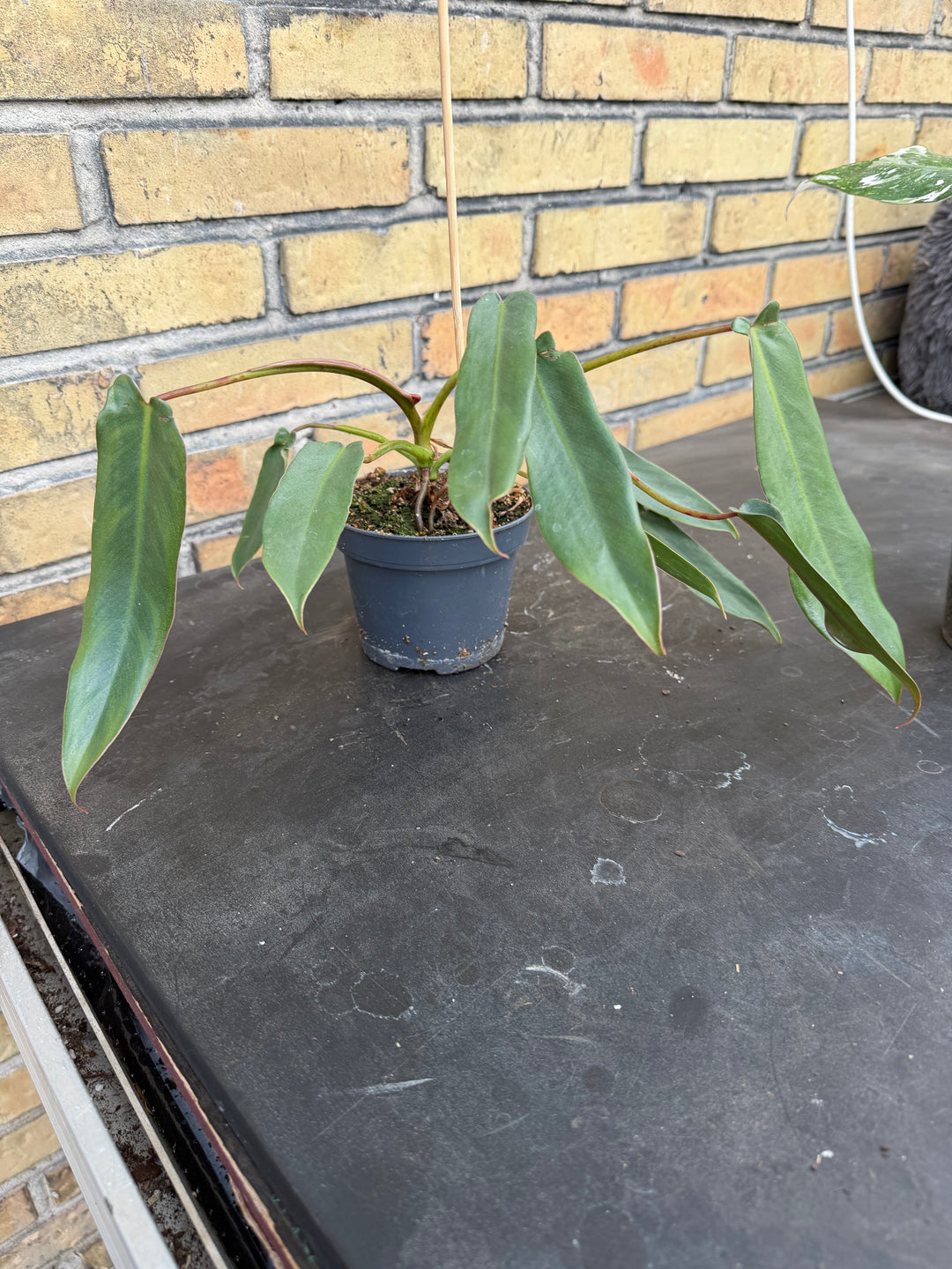 Philodendron spiritus sancti