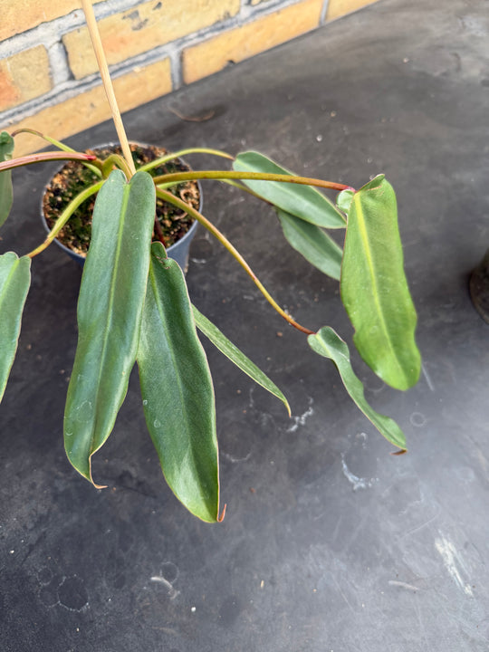 Philodendron spiritus sancti