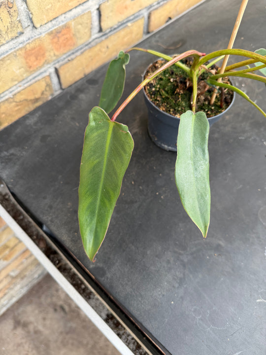 Philodendron spiritus sancti