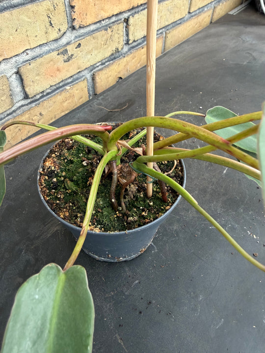 Philodendron spiritus sancti