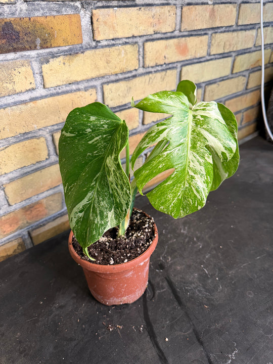 Monstera albo