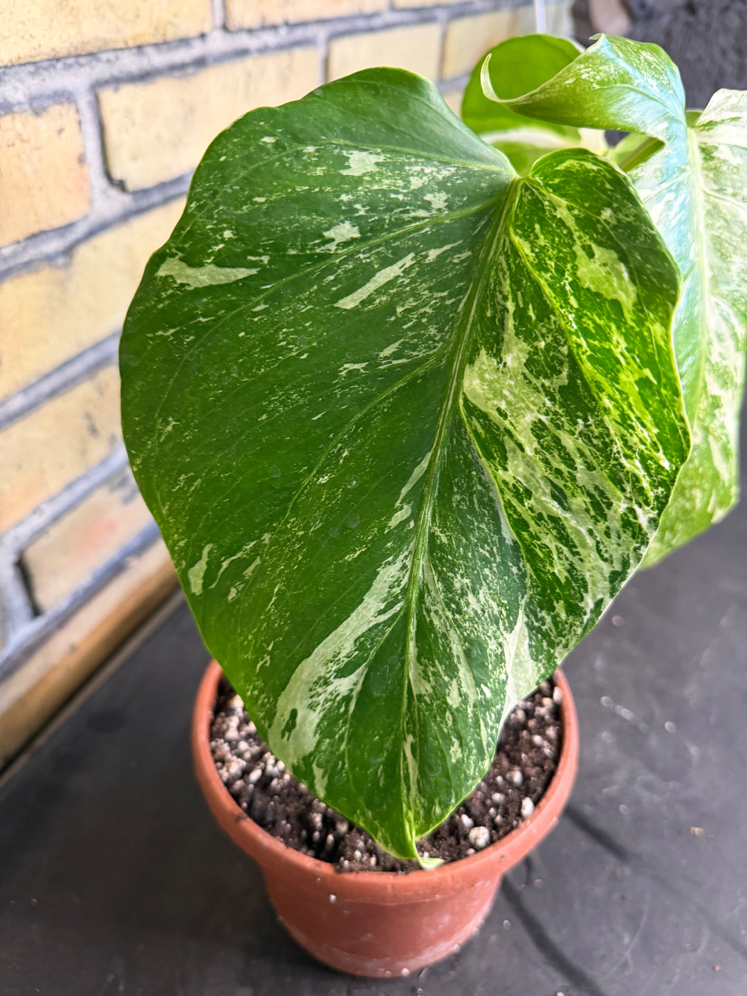 Monstera albo