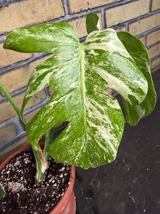 Monstera albo
