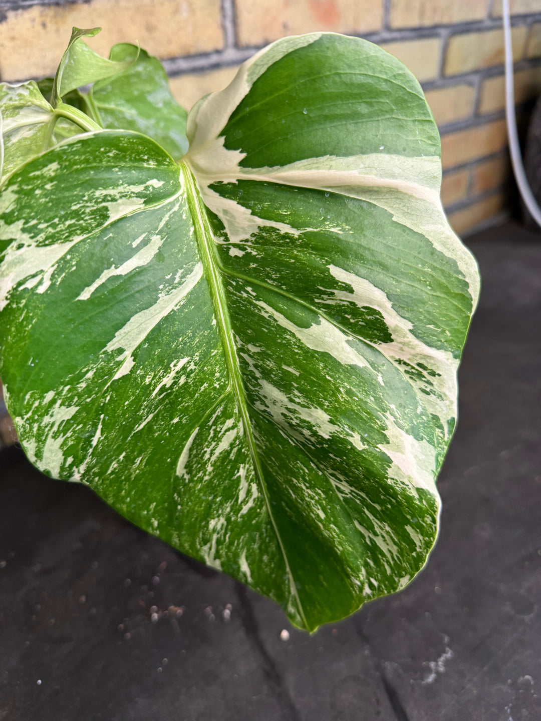 Monstera albo