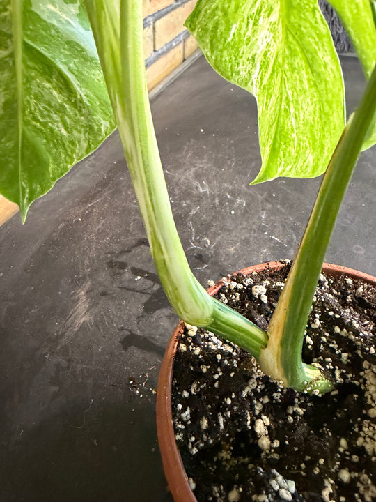 Monstera albo