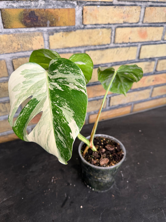 Monstera albo