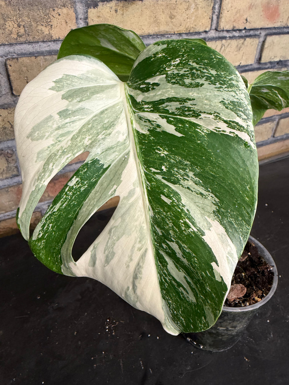 Monstera albo