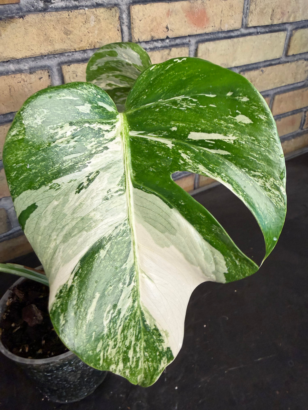 Monstera albo