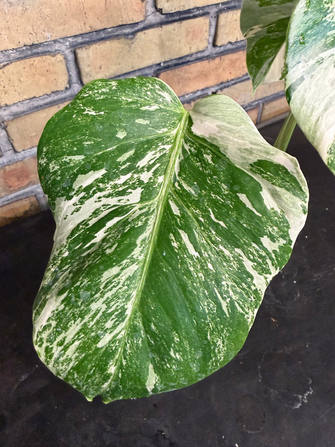 Monstera albo