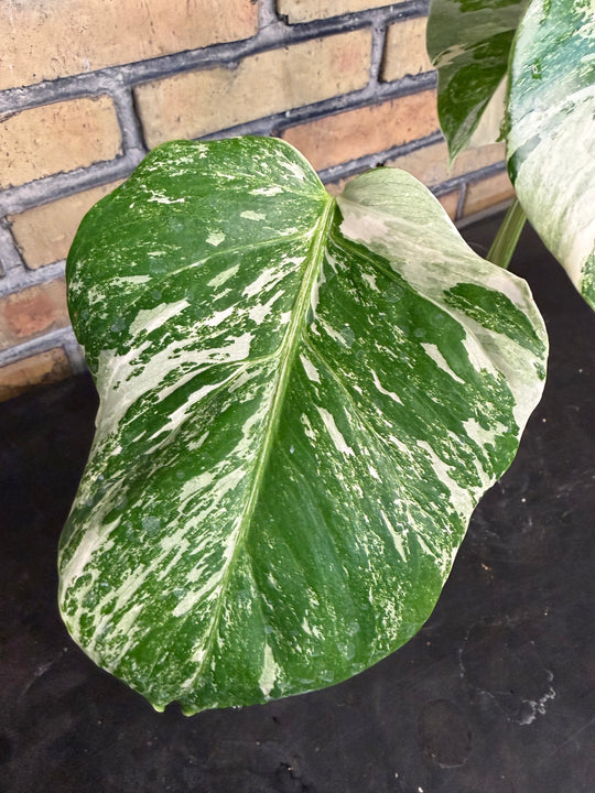 Monstera albo