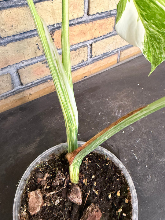 Monstera albo
