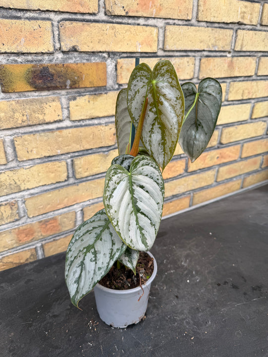 Philodendron brandtianum