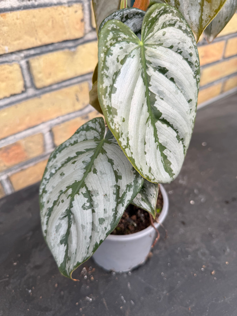 Philodendron brandtianum