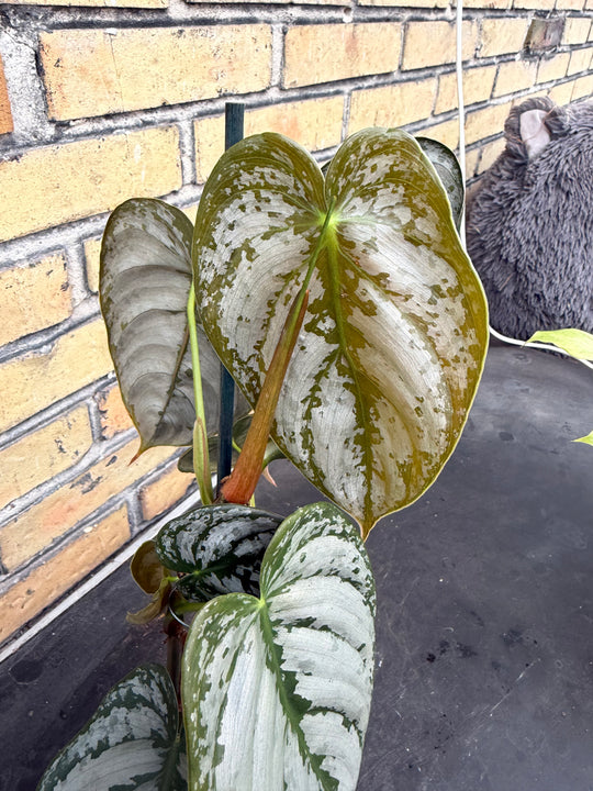 Philodendron brandtianum