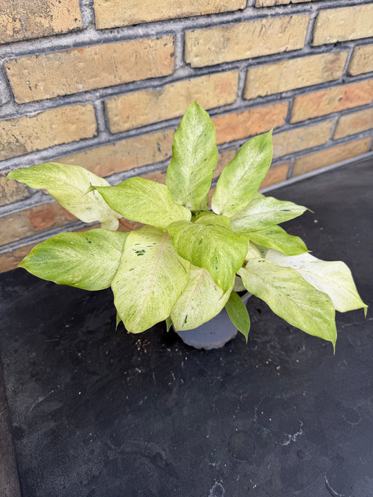Philodendron snowdrift