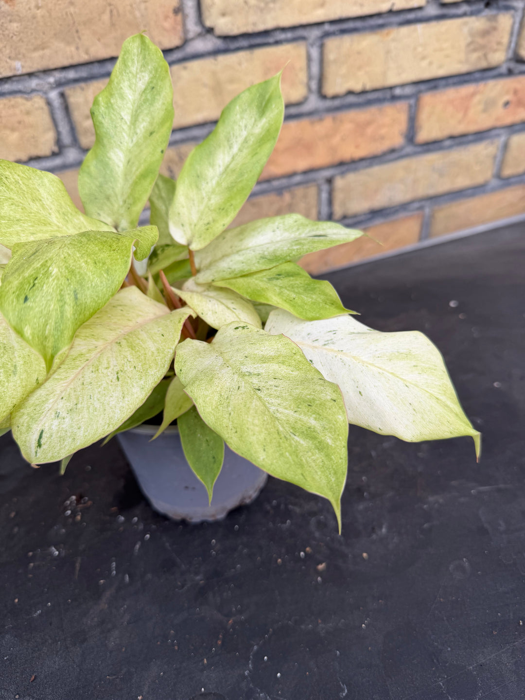 Philodendron snowdrift