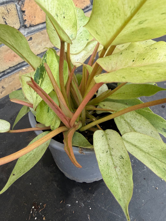 Philodendron snowdrift
