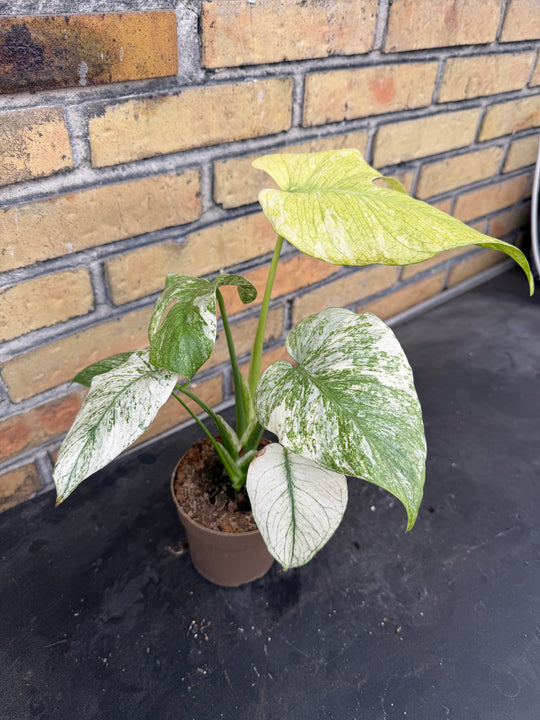 Monstera mint